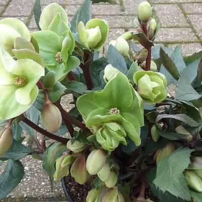 Helleborus x ericsmithii 'Winter Sunshine' - 