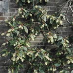 Ribes laurifolium - 