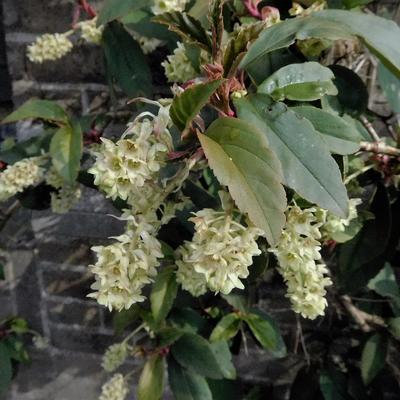 Ribes laurifolium - 