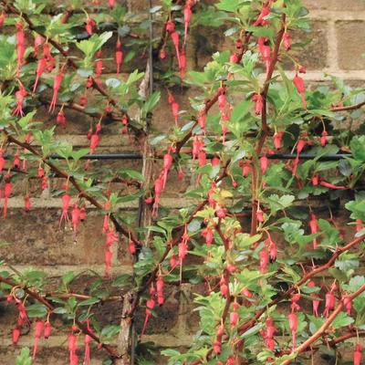 Ribes speciosum - 