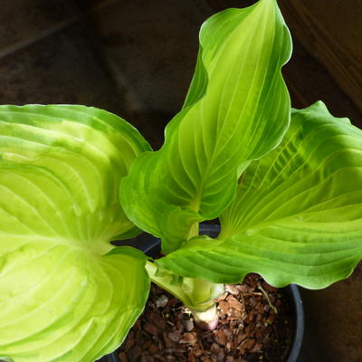 Hosta 'Amalia - 