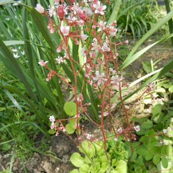 Saxifraga umbrosa