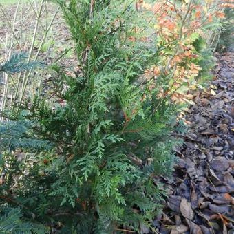 Thuja plicata 'Gelderland'