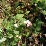 Symphoricarpos x doorenbosii 'White Hedge' - Symphoricarpos x doorenbosii 'White Hedge'