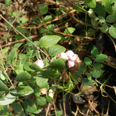 Symphoricarpos x doorenbosii 'White Hedge'