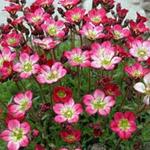 Saxifraga x arendsii - 