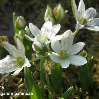 Ornithogalum balansae