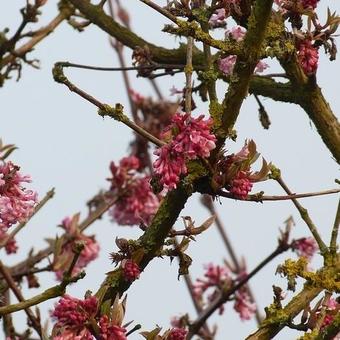 Viburnum x bodnantense 'Dawn'