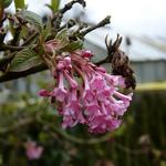 Viburnum x bodnantense 'Dawn' - 