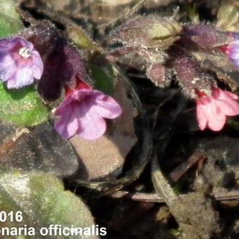 Pulmonaria officinalis