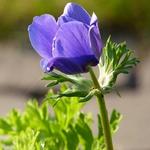 Anemone coronaria 'Mr Fokker' - 