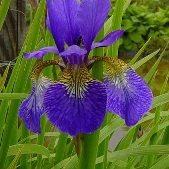 Iris sibirica 'Blue King'