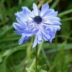 Anemone coronaria 'Lord Lieutenant' - 