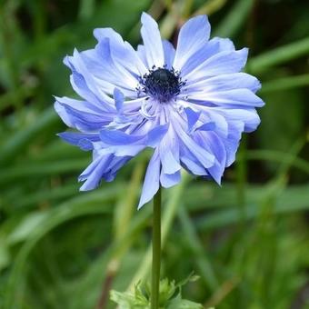 Anemone coronaria 'Lord Lieutenant'