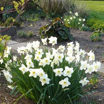 Narcissus 'Ice Follies'