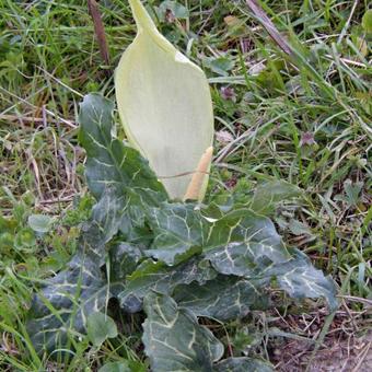 Arum italicum