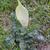 Arum italicum