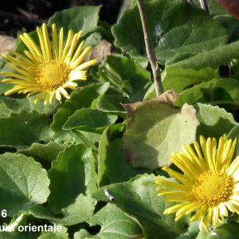 Doronicum orientale