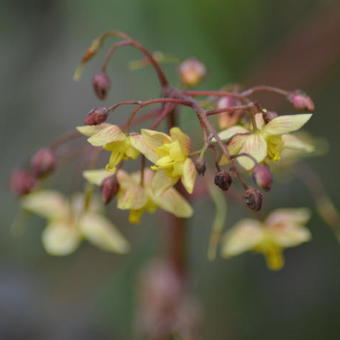 Epimedium pinnatum 'Black Sea'