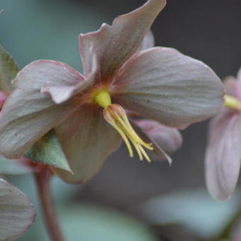 Helleborus x sternii ‘Silver Dollar’