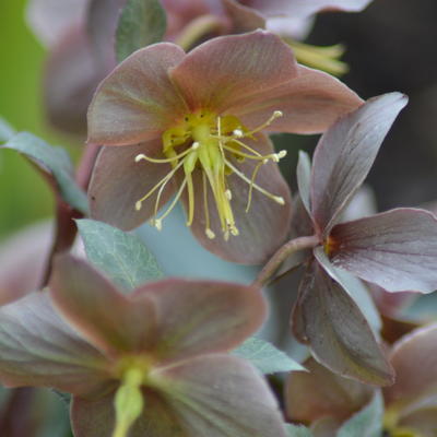 Helleborus x sternii ‘Silver Dollar’ - 