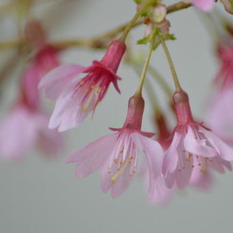 Prunus 'Okame'