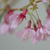 Prunus 'Okame'