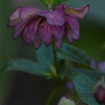 Helleborus x hybridus 'Stained Glass'