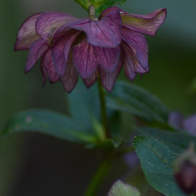 Helleborus x hybridus 'Stained Glass' - 