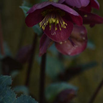 Helleborus x nigercors 'Anna's Red'