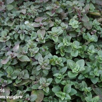 Origanum vulgare