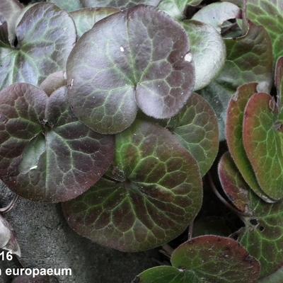 Gewöhnliche Haselwurz - Asarum europaeum