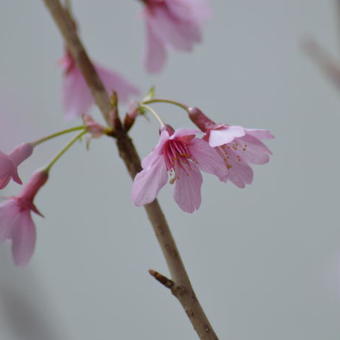 Prunus 'Okame'