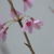 Prunus 'Okame'