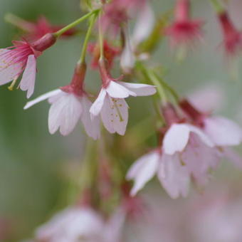 Prunus 'Okame'