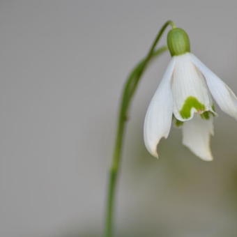 Galanthus nivalis