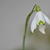 Galanthus nivalis