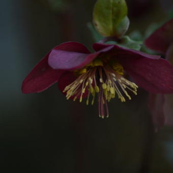 Helleborus x nigercors 'Anna's Red'