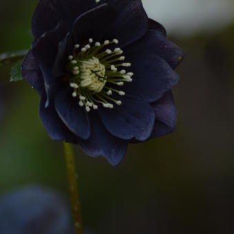 Helleborus orientalis