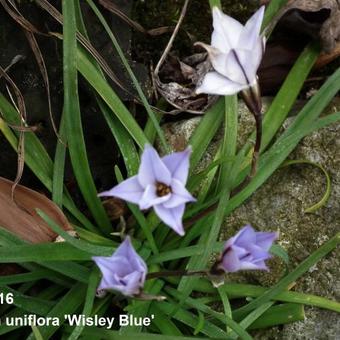 Ipheion uniflorum 'Wisley Blue'