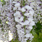 Wisteria floribunda 'Kimono' - 