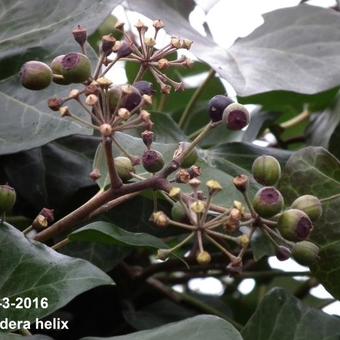 Hedera helix