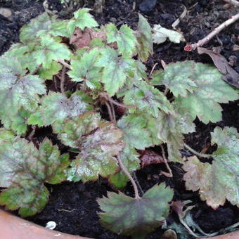 X Heucherella alba 'Bridget Bloom'