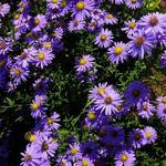 Aster amellus - 