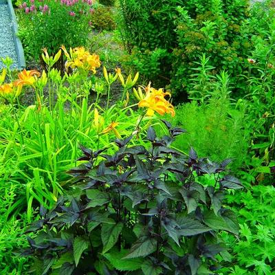 Eupatorium rugosum 'Chocolate' - Eupatorium rugosum 'Chocolate'