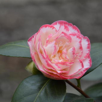 Camellia japonica 'Margaret Davis'