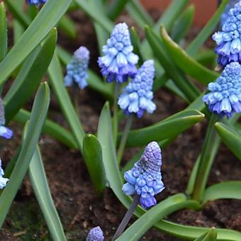 Muscari azureum