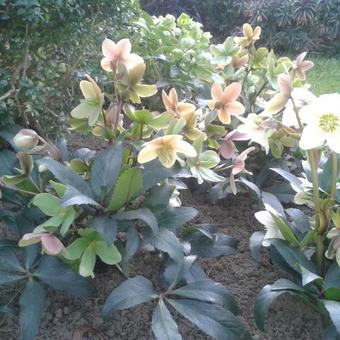 Helleborus x ericsmithii HGC 'Pink Frost'