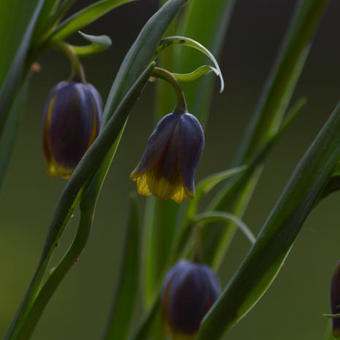 Fritillaria uva vulpis