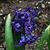 Hyacinthus